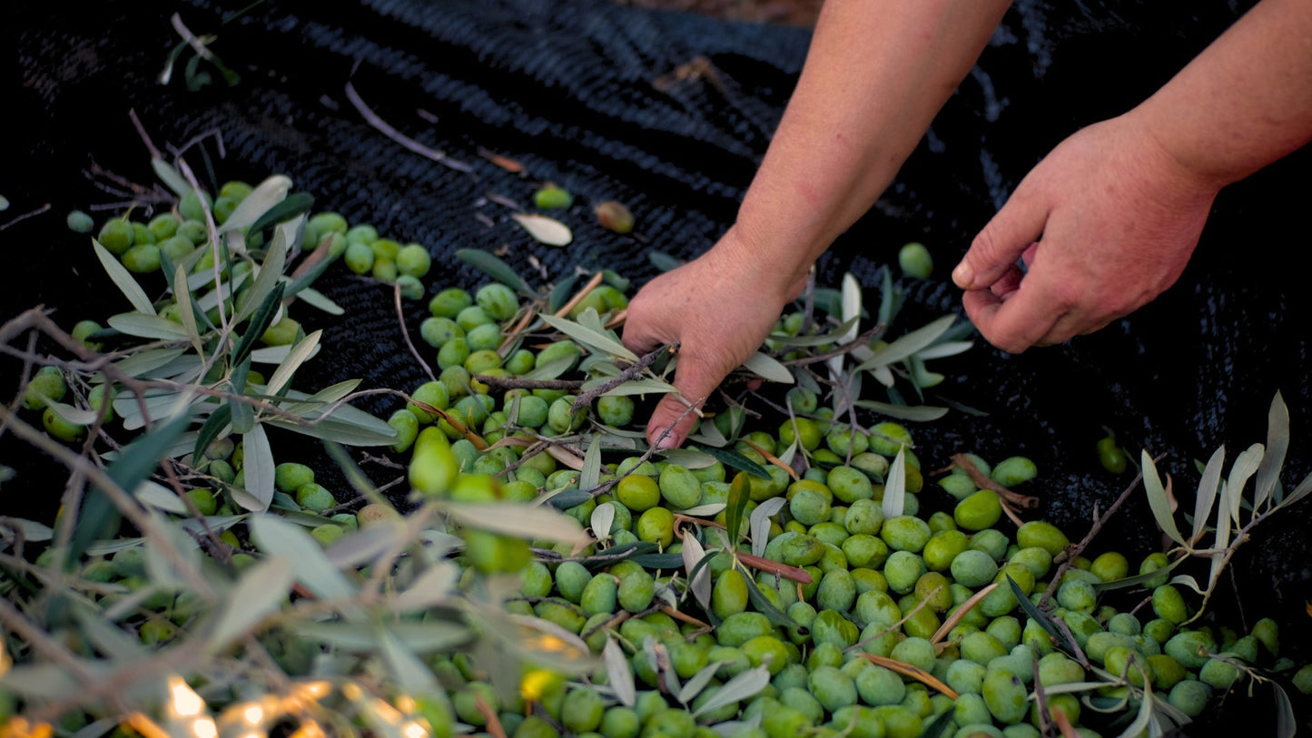 Die Ernte 2026 von Venta del Barón ist da!