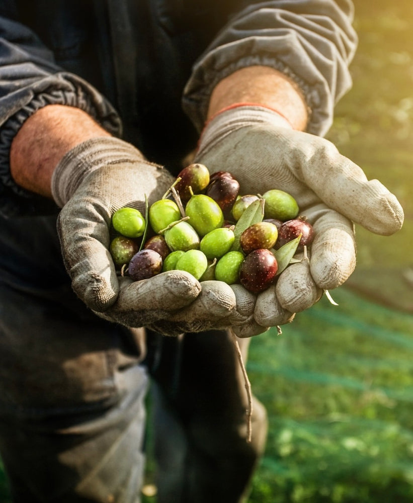 Venta del Baron Olive Oil